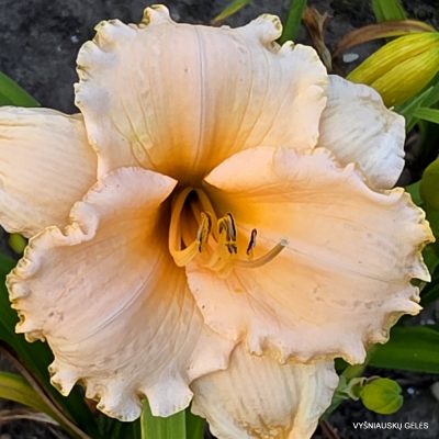 Daylily 'Agnes Stein'