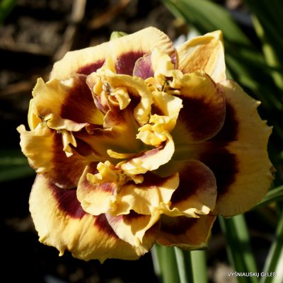 Daylily ‘Cactus Jack’