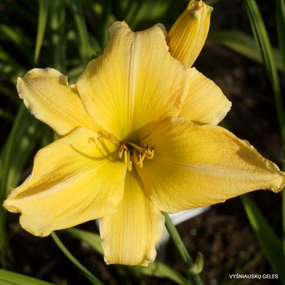 Daylily Clarence Simon