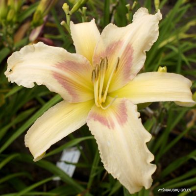 Daylily 'Cloud Pillows' (2)