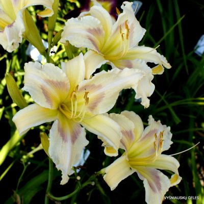 Daylily 'Cloud Pillows'