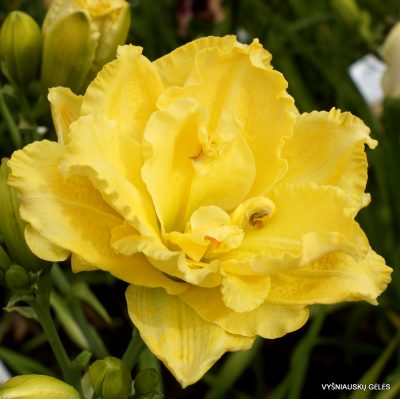 Daylily Egg Yolk (2)