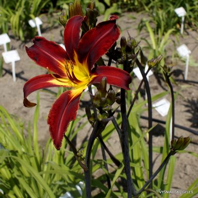 Daylily ‘Heavenly Dark Knight’