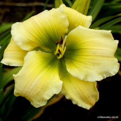 Daylily 'Holsteiner Happy Birthday'