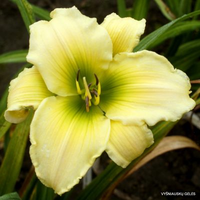Daylily 'Holsteiner Happy Birthday' (2)