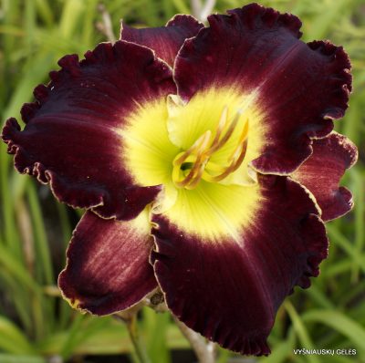 Daylily Holsteiner Moulin Rouge
