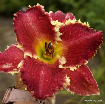 Daylily 'Hooked on You'