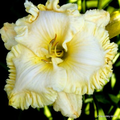 Daylily 'Land of Glory' (2)