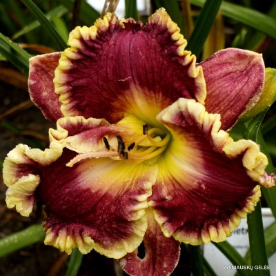 Daylily ‘Linda Bell’ Daylily ‘Linda Bell’