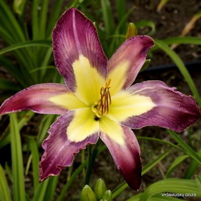 Daylily ‘Michael Davisson’