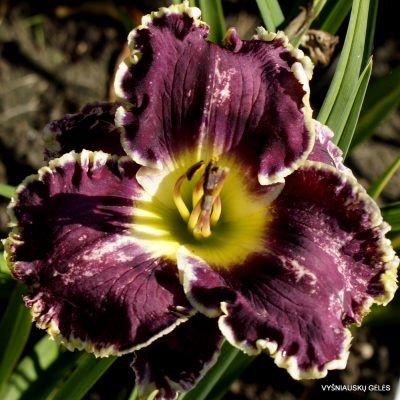 Daylily Midnight Castle