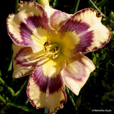 Daylily Mimozami