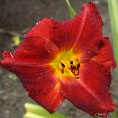 Daylily Mohican Chief