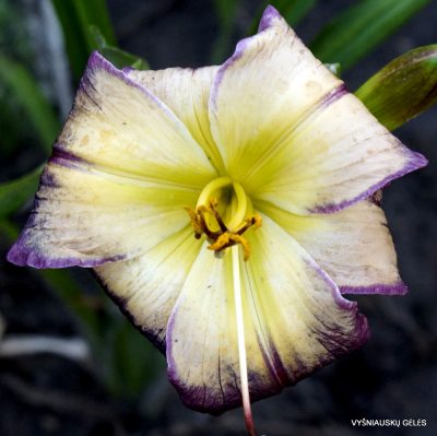 Daylily Morphing Queen