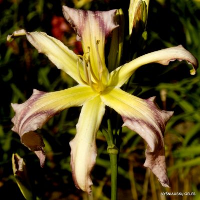 Daylily Moth Wing Confetti