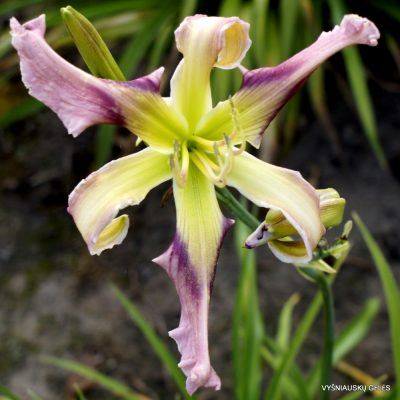 Daylily Moth Wing Confetti
