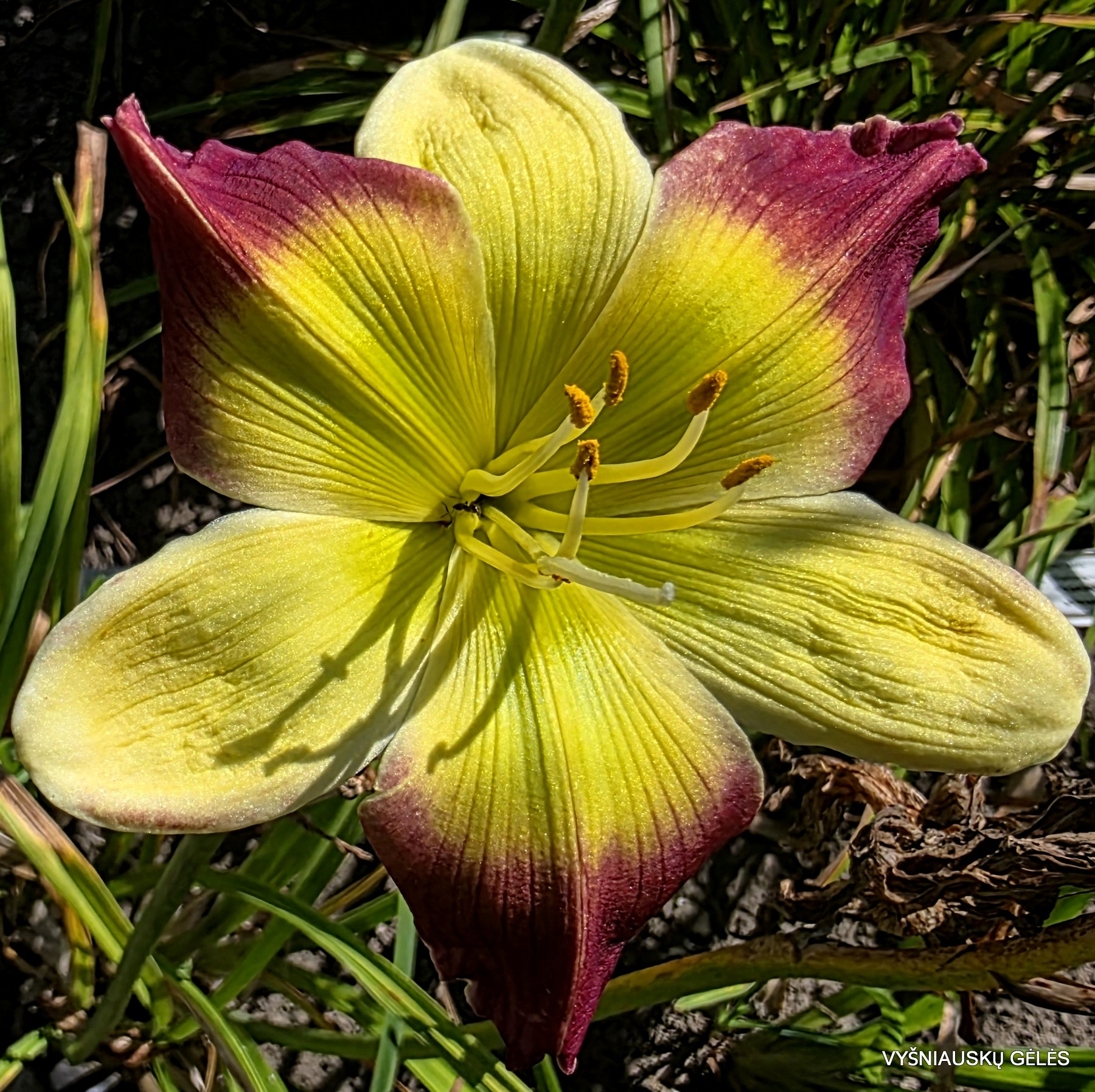 Pinewood Lily Pad' - daylily-phlox.eu