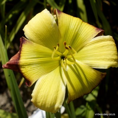 Daylily Pinewood Lily Pad (2)