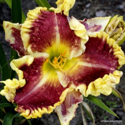 Daylily 'Razzle Dazzle Them'