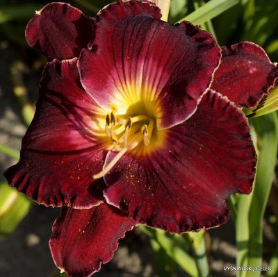 Daylily Red Heartthrob