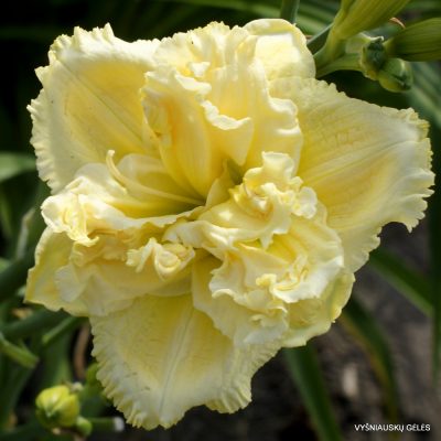 Daylily 'Siloam Double Fringe' (2)
