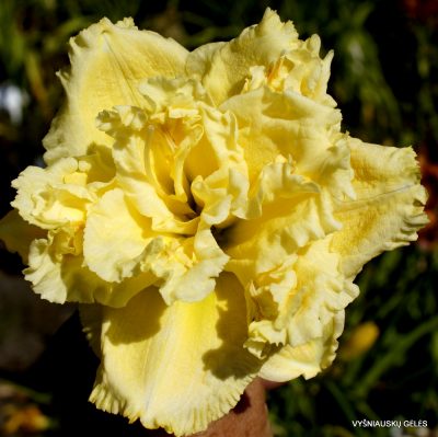 Daylily ‘Siloam Double Fringe’