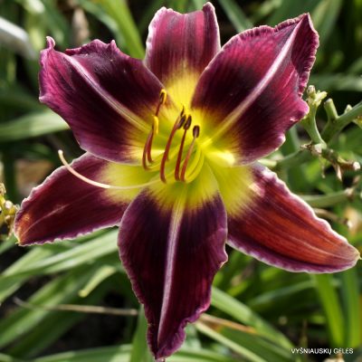 Daylily Snake in the Grass Boo