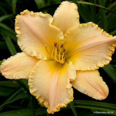 Daylily So Beautiful to Me