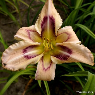 Daylily 'Solar Blue Angel'