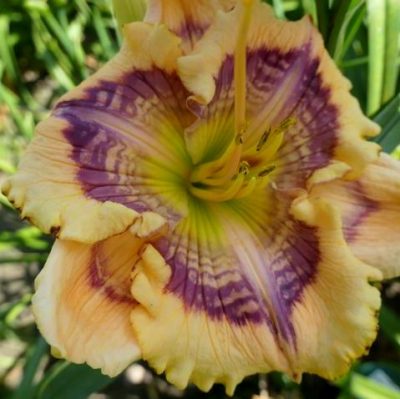 Daylily Solomon‘s Sunrise