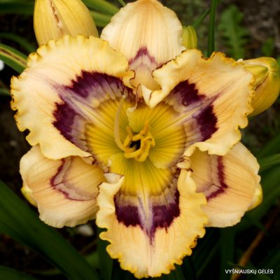 Daylily Solomon‘s Sunrise