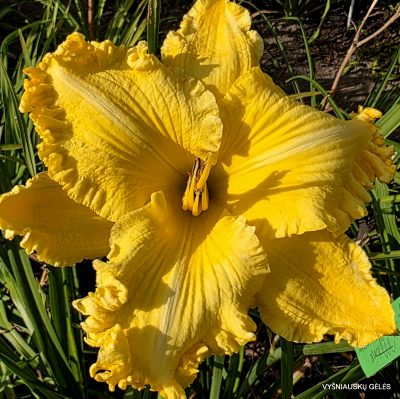 Daylily Spacecoast Lemon Whiskers