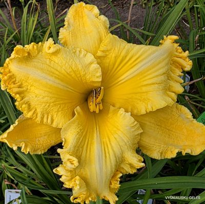 Daylily Spacecoast Lemon Whiskers (2)