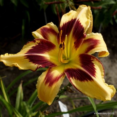 Daylily 'Spacecoast Red Eyed Monster'