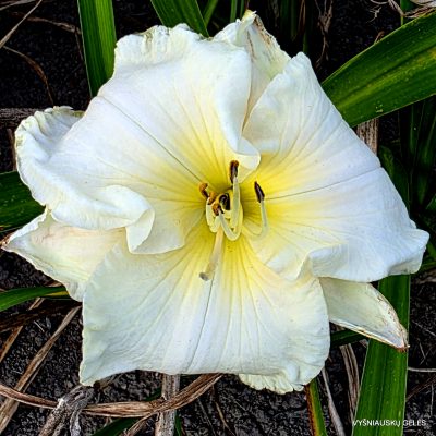 Daylily Spacecoast White Frosting