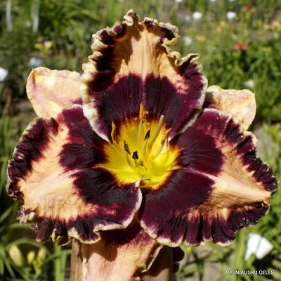 Daylily ‘Sunday Drive’