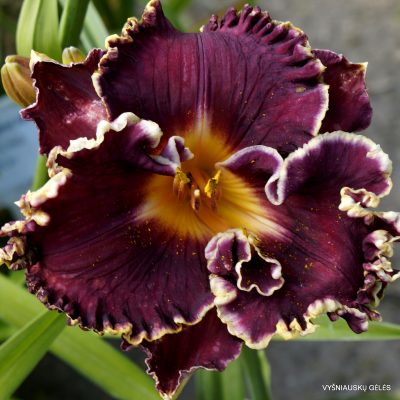 Daylily Superstitious