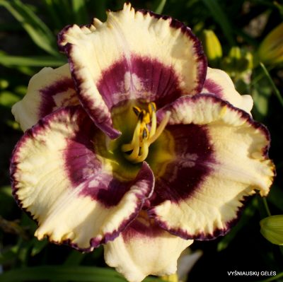 Daylily Surfing the Web