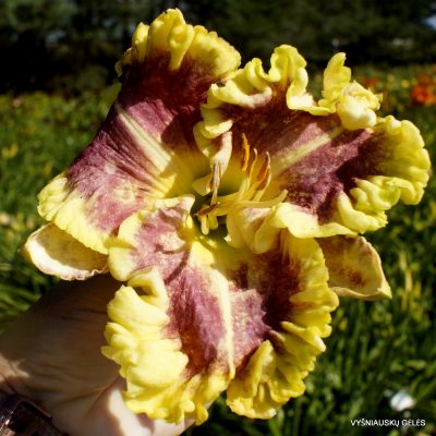 Daylily Sweet Cotton Candy