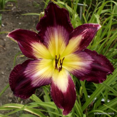 Daylily 'Tall Dark and Handsome'