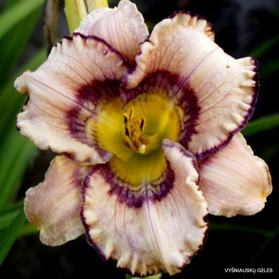 Daylily Timeless Beauty