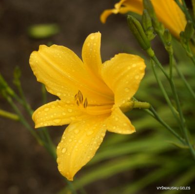 Hemerocallis multiflora (3)