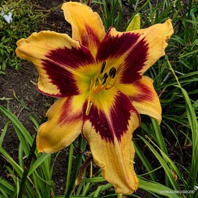 'Spacecoast Red Eyed Monster'