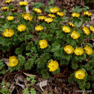 Adonis amurensis (2)