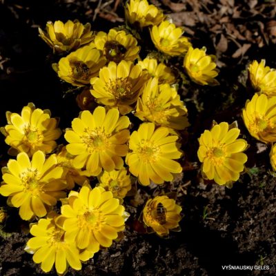 Adonis amurensis (3)