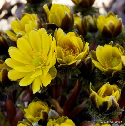 Adonis amurensis