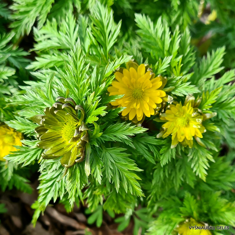 Adonis amurensis 'Sado No Maboroshi'