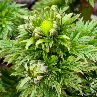 Adonis amurensis ‘Sado No Maboroshi’ (2) Adonis amurensis ‘Sado No Maboroshi’ (2)