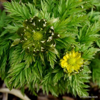 Adonis amurensis ‘Sado No Maboroshi’