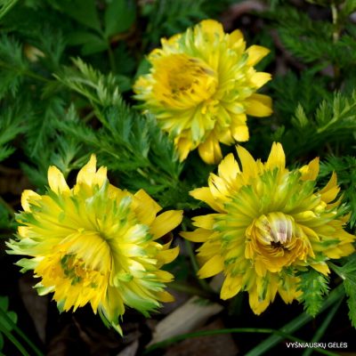 Adonis amurensis ‘Sandanzaki’ (2)
